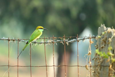 Close up of a green yellow bee eater perching on steel net at garden safety