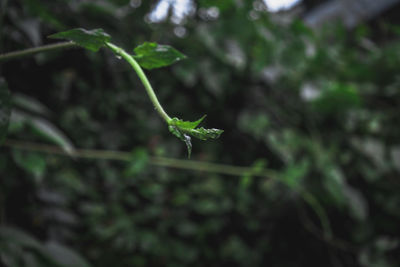 Close-up of insect on leaf