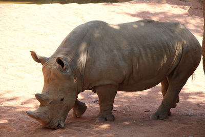 Side view of rhinoceros at zoo