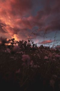 Scenic view of field against sky at sunset