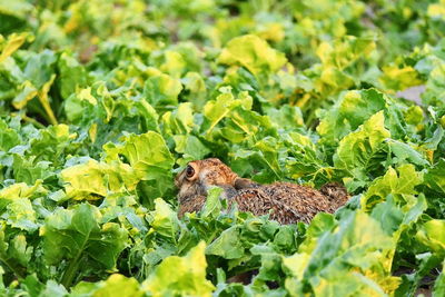 Rabbit amidst plants on field