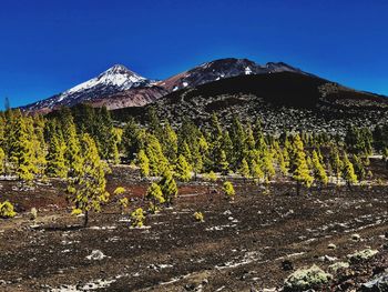 Plants growing on field against clear blue sky