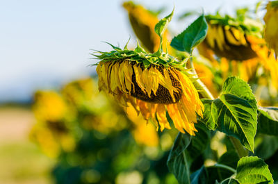 Close-up of sunflowers in field against sky