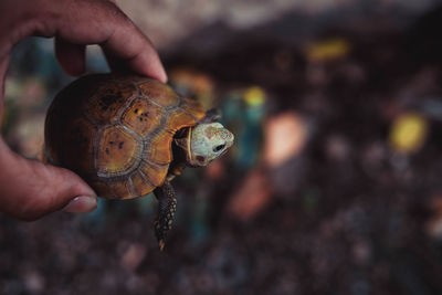 Close-up of person holding leaf