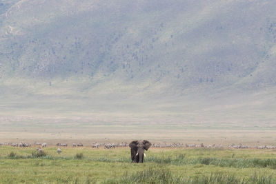 Elephant on field