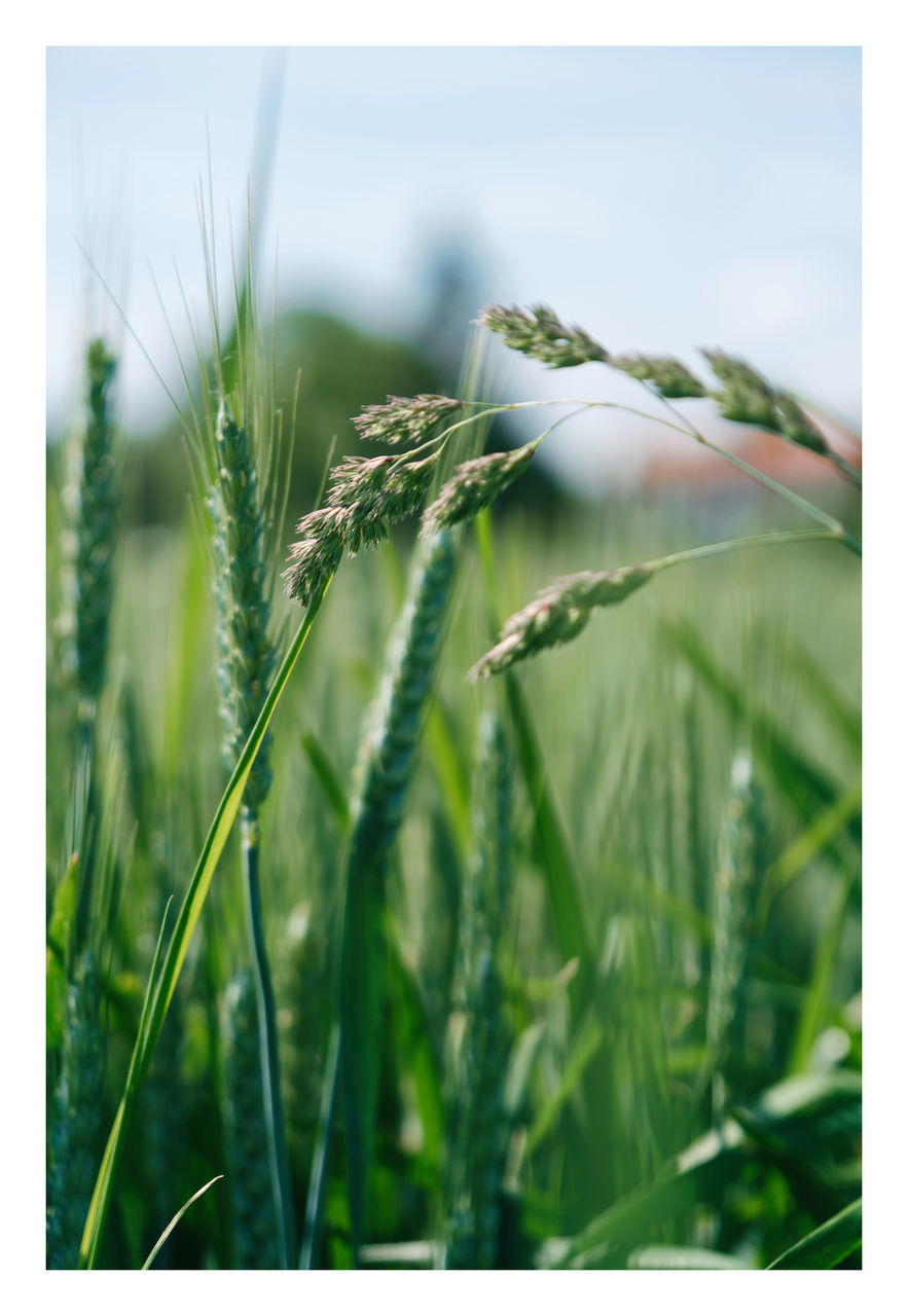 plant, grass, agriculture, cereal plant, growth, crop, nature, field, rural scene, green, landscape, land, food, no people, focus on foreground, barley, close-up, beauty in nature, transfer print, food and drink, wheat, farm, outdoors, environment, freshness, sky, auto post production filter, plant stem, summer, leaf, day, grassland, plant part, flower