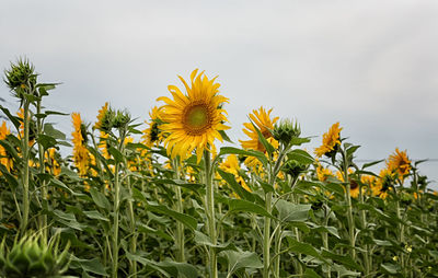 Close-up of yellow flowers blooming on field against sky