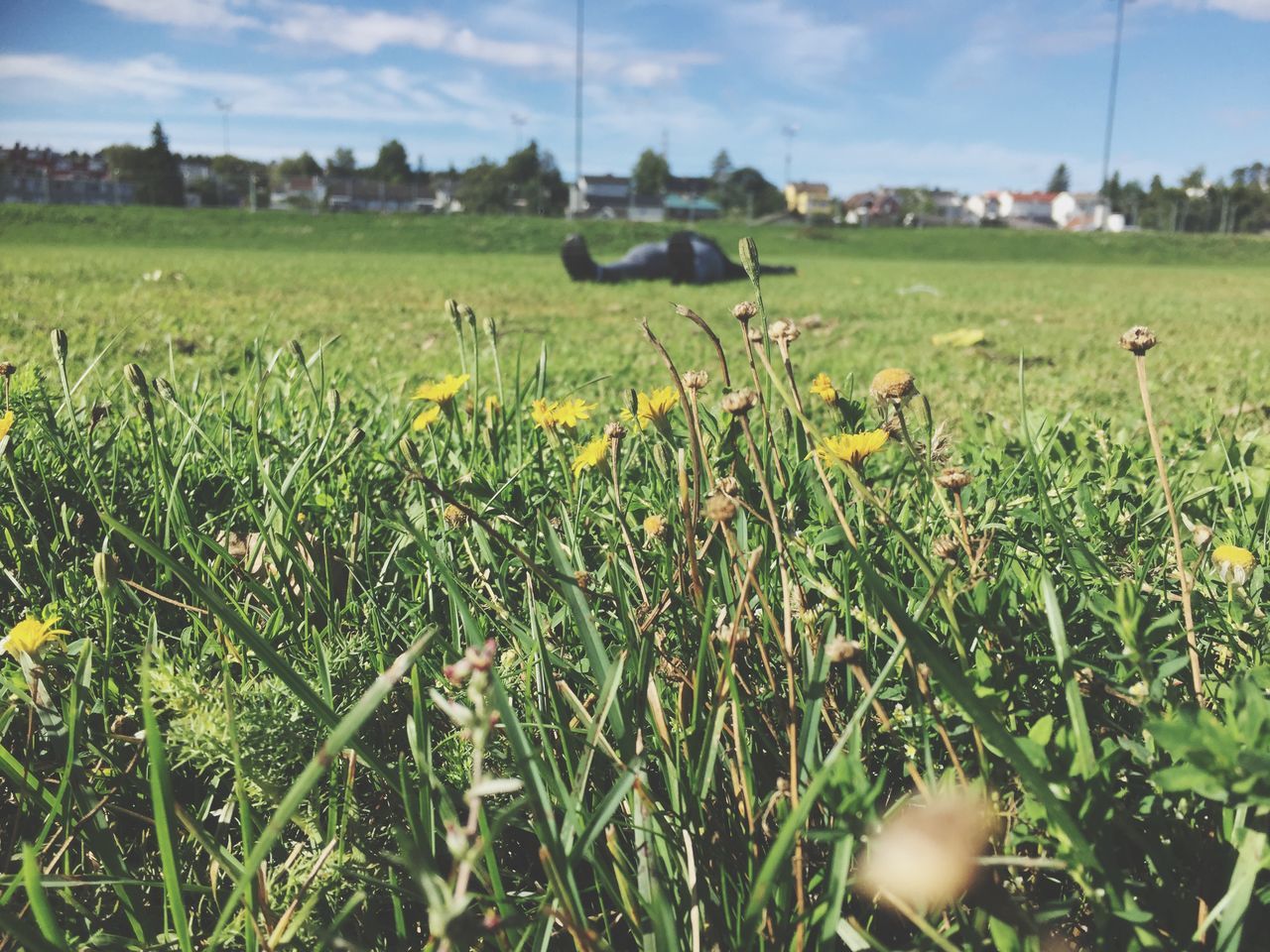 plant, field, land, growth, grass, green color, nature, landscape, environment, beauty in nature, no people, day, tranquility, agriculture, selective focus, sky, scenics - nature, tranquil scene, focus on foreground, outdoors, blade of grass