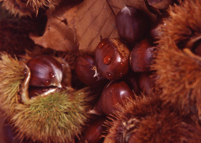 Full frame shot of fruits