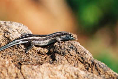 Close-up of lizard on rock