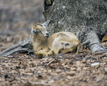 Close-up of deer