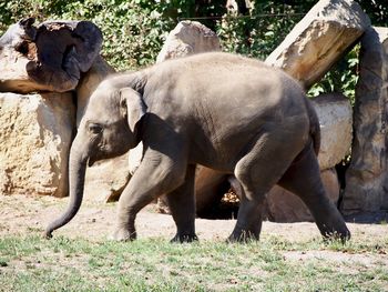 Elephant standing in a field