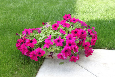 Close-up of pink flowers