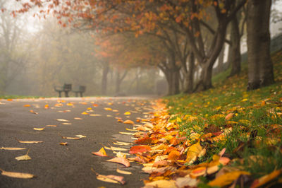 Close-up of autumn leaves on road at park