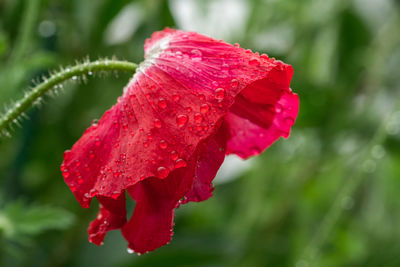 Close-up of red rose