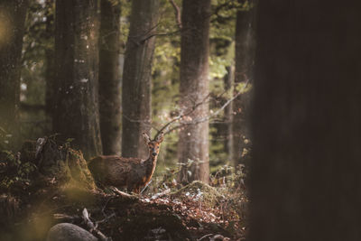 View of birds in forest