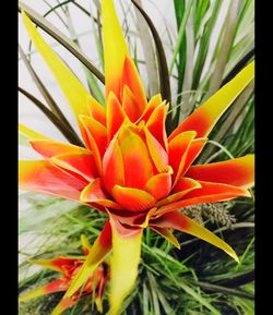 Close-up of orange flower