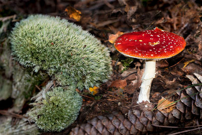 Close-up of fly agaric mushroom on field