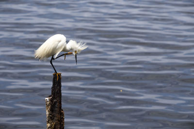 White bird on wooden post in lake