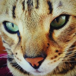 Close-up portrait of cat