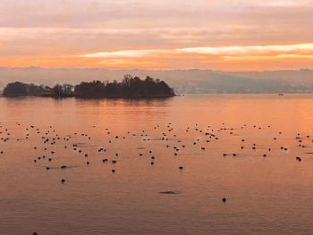 Flock of birds in lake at sunset