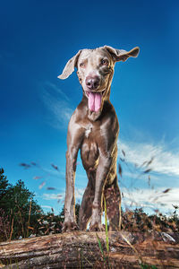 Portrait of dog standing on land against sky