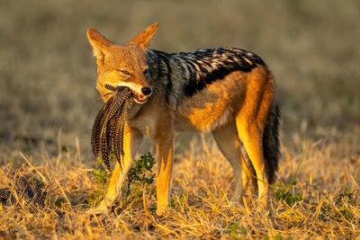 Black-backed jackal stands chewing feathers in mouth