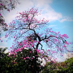Low angle view of pink flower tree against sky