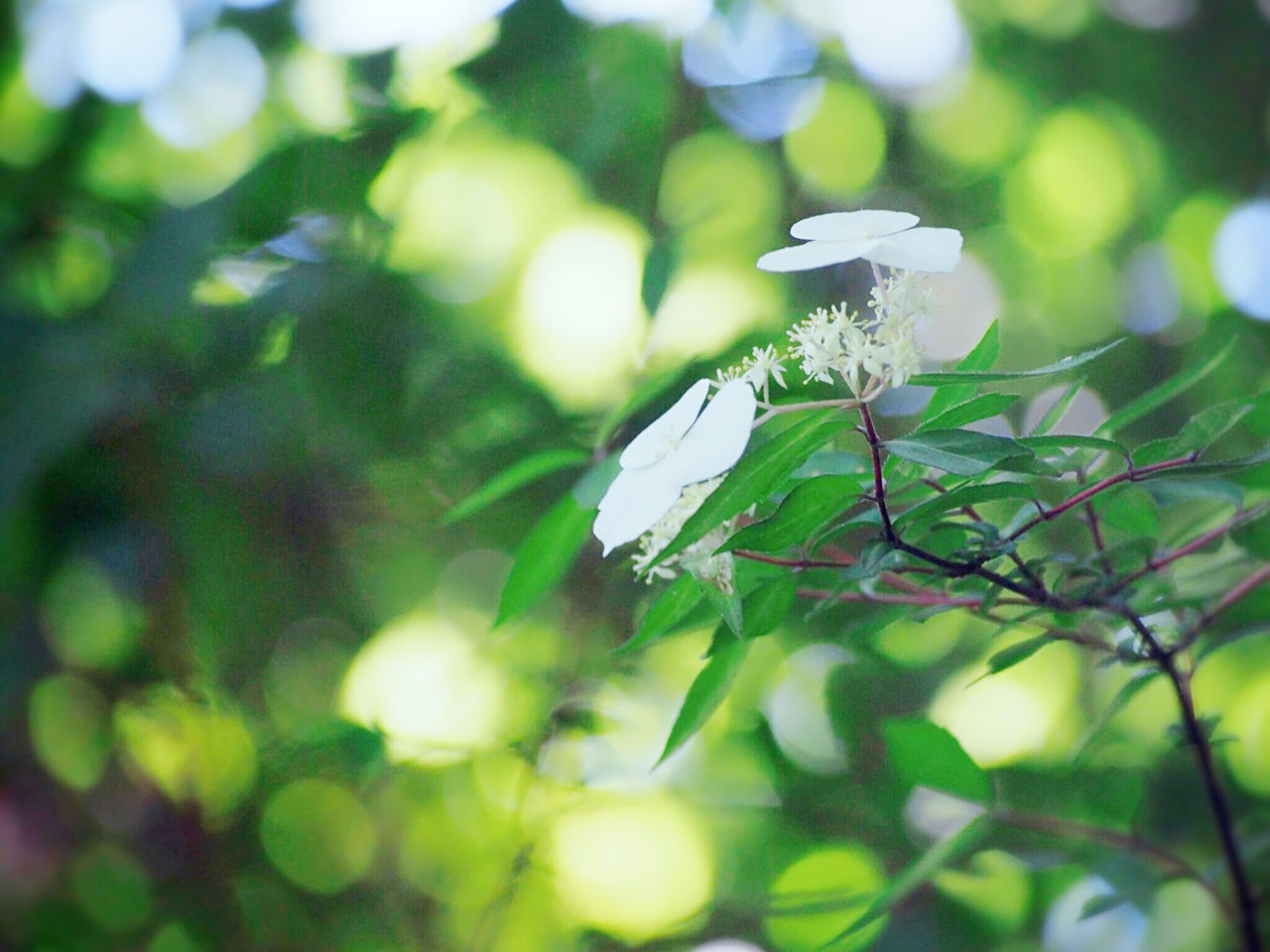 one animal, nature, growth, no people, green color, insect, day, animals in the wild, animal themes, plant, outdoors, leaf, close-up, beauty in nature, branch, tree, fragility