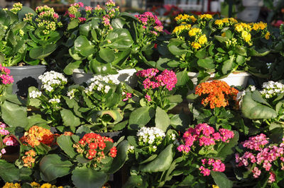 Close-up of flowers