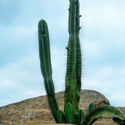 Low angle view of plants against sky