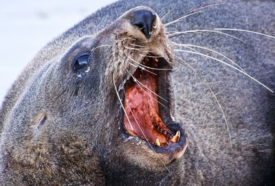 Close-up of a seal calling