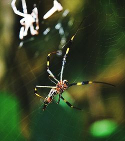 Close-up of spider on web
