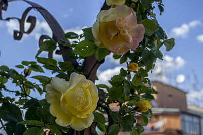 Close-up of rose plant against sky