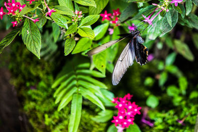 Close-up of butterfly pollinating on flower