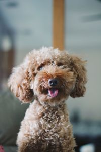 Close-up portrait of dog