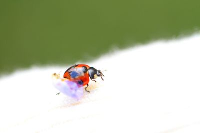 Close-up of ladybug on leaf