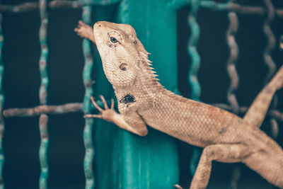 Close-up of lizard on rock at zoo