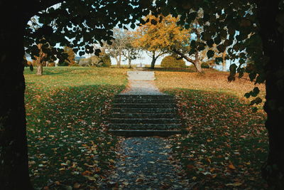 Trees on field during autumn