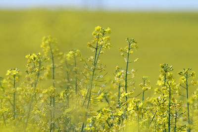 Yellow flowering plants growing on field