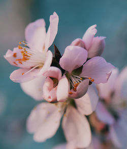 Close-up of pink cherry blossoms