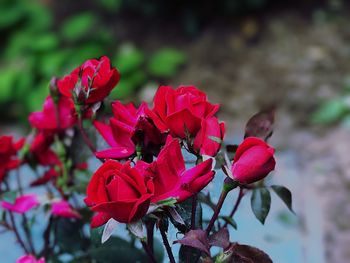 Close-up of red rose blooming outdoors