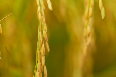 Golden rice paddy that is ripening in the farm.