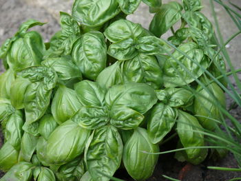 Close-up of vegetables