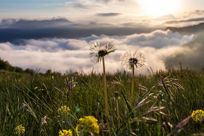 Close-up of dandelion on field against sky