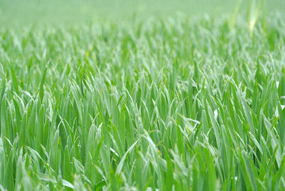 Full frame shot of unripe spring barley growing in field