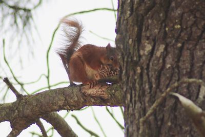 Low angle view of squirrel on tree