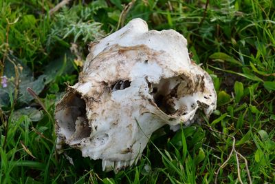Close-up of animal skull on field