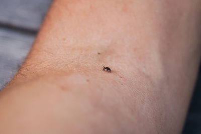 Close-up of insect