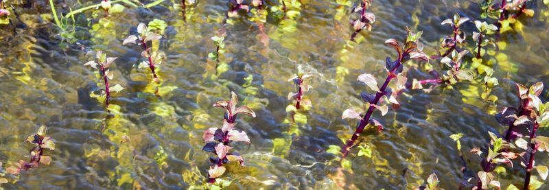 Close-up of purple flowering plant on field